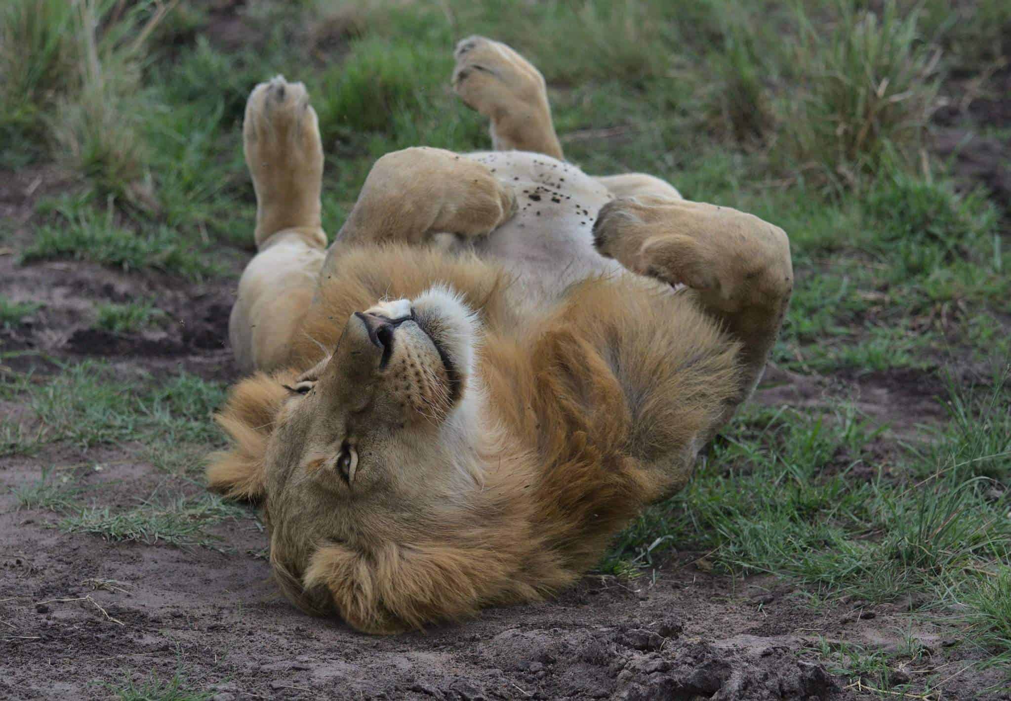 León acostado que representa el potencial dormido en la procrastinación. Artículo de DesdeCeroTerapia.